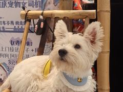 -龙湖重庆时代天街