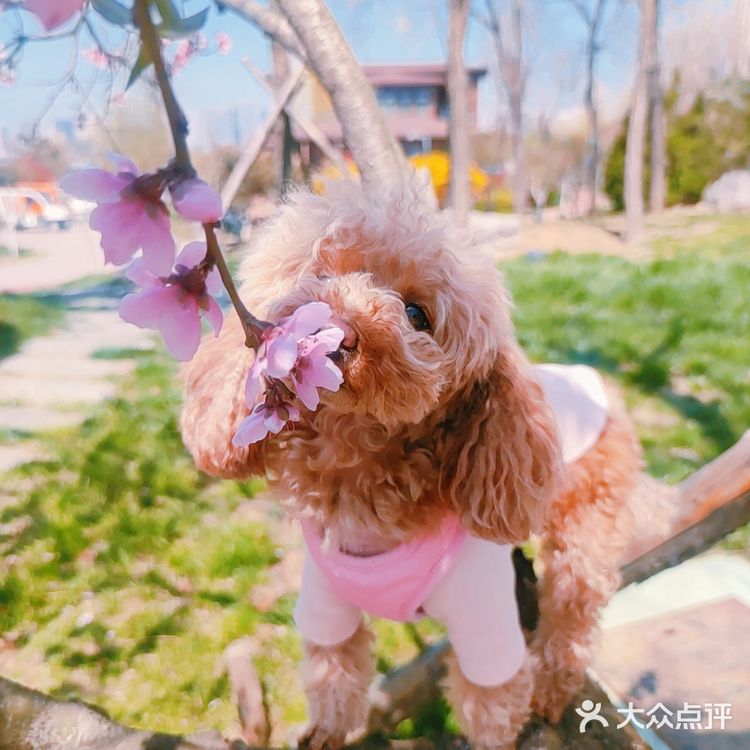 樱花季的旅行