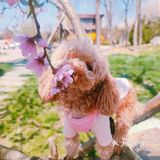 樱花季的旅行