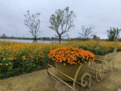 -杭州湾海上花田景区