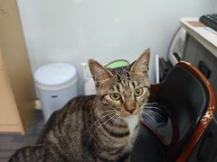 -pd派德宠物中心医院24H急重症·眼科中心·血液透析中心(嵩山北路店)