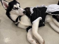 -共舞时光猫咖·狗咖(新街口店)