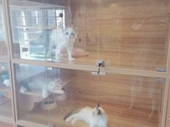 -喵百万·布偶·蓝金金渐层英短·猫舍(百子湾店)