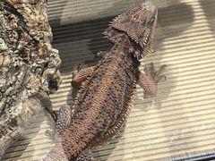 -酷以爬仙阁实体爬宠店·守宫·蜥蜴·专业繁育