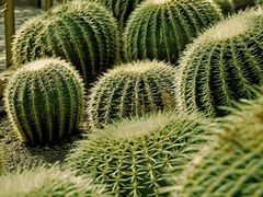 -国家植物园