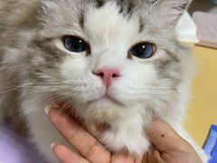 -宠福鑫康馨动物医院·骨科·眼科