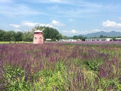 -北京东方普罗旺斯薰衣草庄园