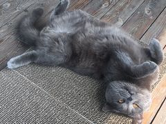 -喵zoo家庭繁育猫舍(尖东智能花园店)