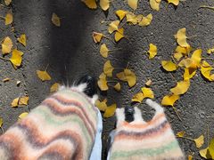 -三里屯东五街银杏大道