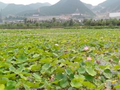 -灵山莲花公园-温泉度假区