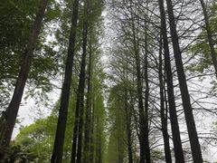 -上海滨江森林公园