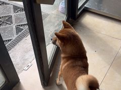 -艾贝尔宠物医院·狂犬免疫点(江山金象城店)