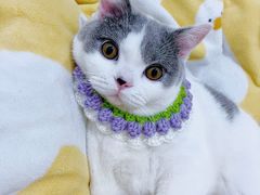 -comecome来吧宠物(奥克斯中心店)