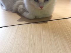 -瞄一喵猫咖(格力海岸店)