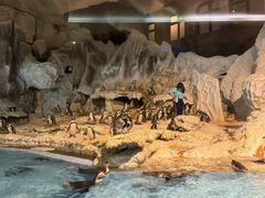 -帝企鹅自助餐厅•儿童岛•真企鹅(长隆企鹅酒店)