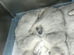 -达爱动物医院·犬猫分区·CT·复杂眼科(远洋山水分院)