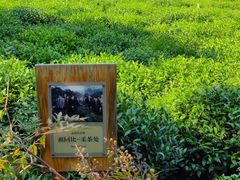 -中国茶叶博物馆(双峰馆区)