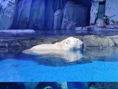 -上海海昌海洋公园-冰山北极馆