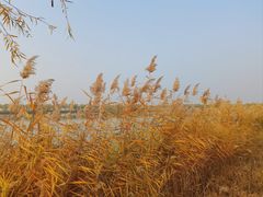 -野鸭湖国家湿地公园