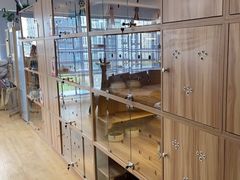 -喵百万·布偶·蓝金金渐层英短·猫舍(百子湾店)