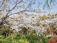 -高东镇樱花园