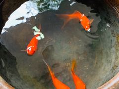 -囿面传统制面馆(中央路店)