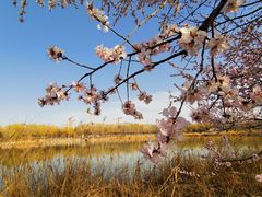 -大兴滨河森林公园