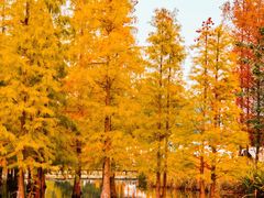 -白鹭湾湿地公园