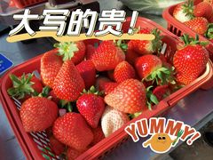 -大自然农场蔬菜草莓采摘园