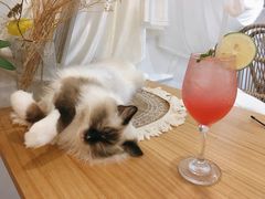 桃子气泡酒-共舞时光猫咖·狗咖(新街口店)