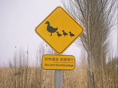 -黑龙江扎龙生态旅游区