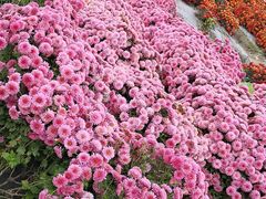 -中国天府农业博览园