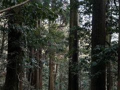 -天目山大树王景区