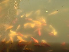 -武汉紫薇都市田园