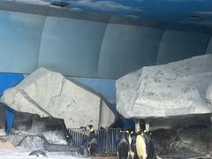 -海合安武汉极地海洋公园