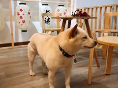 -柴迷FANS CLUB·柴犬狗咖·猫咖