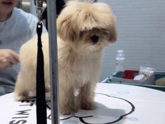 -PET WISH宠物愿望(BFC外滩金融中心店)