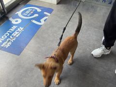 -宠颐生宠物医院·犬猫全科·皮肤科(商业街店)