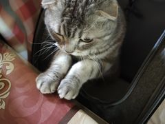 -纳吉亚猫专科动物诊疗中心(蒋宅口分院)