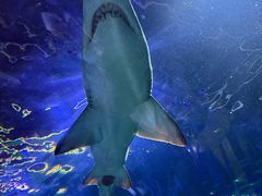 -悉尼海洋生物水族馆