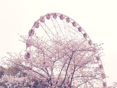 -顾村公园
