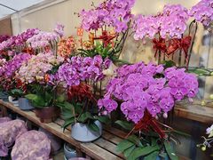 -龙大花卉苗木市场