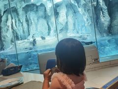 -帝企鹅自助餐厅•儿童岛•真企鹅(长隆企鹅酒店)