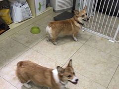 -奶牛家宠物酒店(嘉宏云顶店)