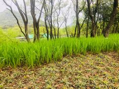 -西湖风景区-江洋畈生态公园