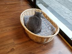 -猫友咖啡店(玉林西路店)