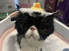 -山宅一喵德文卷毛猫舍