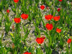 -长春公园(普阳街道)