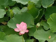 -荷塘月色湿地公园·向阳花洲