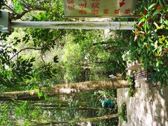 -深圳仙湖植物园